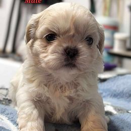 Cream Colored Male - Cream and white male Shih Tzu puppy in Tenino, Washington from Dolled Up Pup