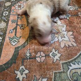 Boy 2 - Red merle male Miniature American Shepherd puppy in Griswold, Connecticut from Flatrock Kennels of CT