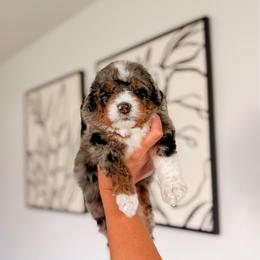 Bataan - Tri-color male Bernedoodle puppy in Cold Spring, Minnesota from A.N.A. Doodles