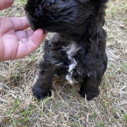 Miniature Schnauzer Puppies from Parsons’ Kennels