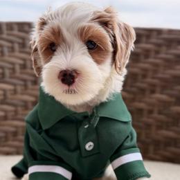 Andy - Parti male Goldendoodle puppy in Blanchard, Oklahoma from Dream Doodles by Dondi