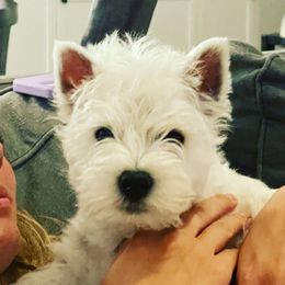 West Highland White Terrier Puppies from Elvador West Highland White Terriers