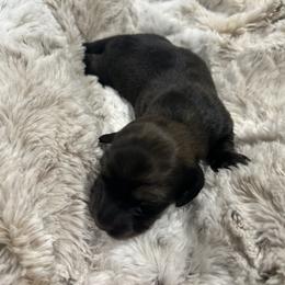 Maggie - Black and cream female Dachshund puppy in Proctor, Montana from Blue Star Dachshunds