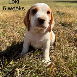 AKC Loki - Lemon and white male Beagle puppy in Rogersville, Missouri from Hales Little Beagle Haven