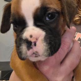 Dawn - Fawn female Boxer puppy in Evans, Georgia from Kimberly's Boxers