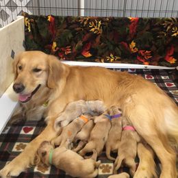 Golden Retriever Puppies from Penny Dreps