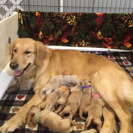 Golden Retriever Puppies from Penny Dreps