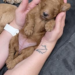 Goldendoodle Puppies from Cozy Creek Doodles