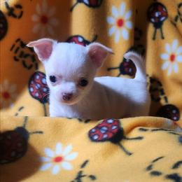 Chavez - White male Chihuahua puppy in Gerald, Missouri from OutLaw Chihuahua's