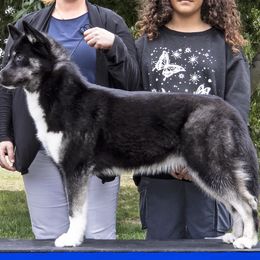 Alana - Siberian Husky