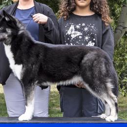 Alana - Siberian Husky