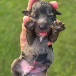 Boxster - male Cavapoochon puppy in Bullard, Texas from Cavapoochon Central LLC