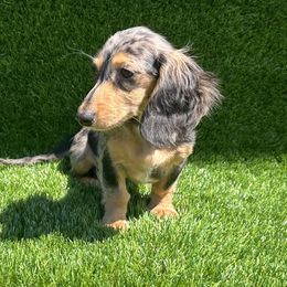 Zarrah - Dachshund