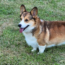 Midas - Pembroke Welsh Corgi