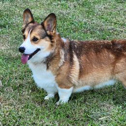 Midas - Pembroke Welsh Corgi