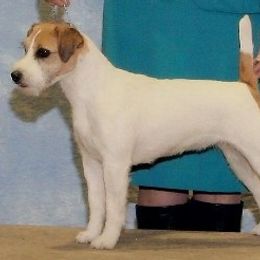 Parson Russell Terrier All Grown Up from Thunder Hill Terriers