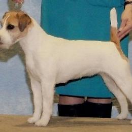 Parson Russell Terrier All Grown Up from Thunder Hill Terriers