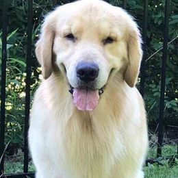 Golden Retrievers from Rachel Wulffenstein