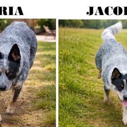 Australian Cattle Dog puppies from B & E Farms