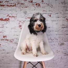 Lady Jane - Goldendoodle