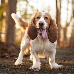 Cash - Basset Hound