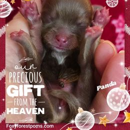 Panda - Chocolate female Pomeranian puppy in Eatonville, Washington from Foxy Forest Poms