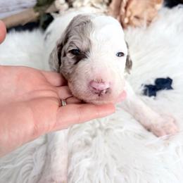 Peter - Merle male Sheepadoodle puppy in Nixa, Missouri from Davis Family Doodles