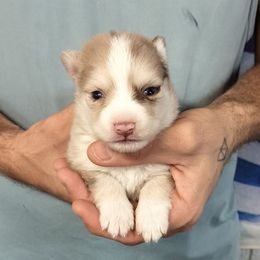 Mandy - Wolf sable female Pomsky puppy in Spring Hill, Florida from PDQ Pomskies