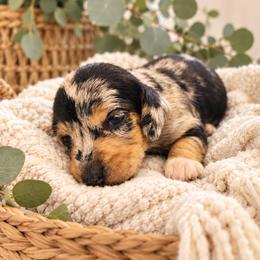 Poppy-CKC Registration - Dapple female Dachshund puppy in Stoneville, North Carolina from Yadkin Valley Dachshunds