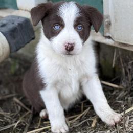 Girl 2 - Red female Border Collie puppy in Centerville, Washington from Forthright Farms