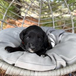 Girl 4 - Phantom female Bernedoodle puppy in Wamego, Kansas from Doodles of Oz