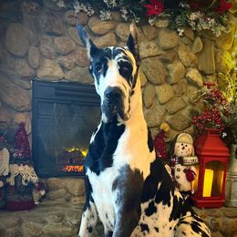 Harper - Great Dane