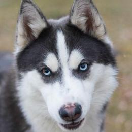 Echo - Pomsky