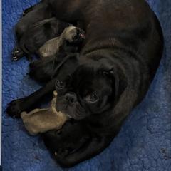 Raven - Pug