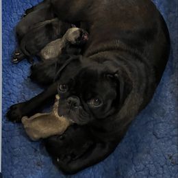 Raven - Pug