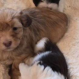 Boy 2 - Red male Havanese puppy in East Lansing, Michigan from VanCort's Happy Havanese