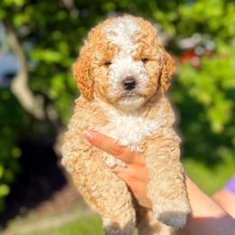 Simon-Peter - Apricot male Goldendoodle puppy in Urbana, Illinois from ZaraDoodles