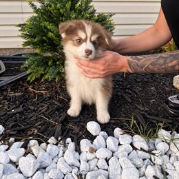 Atlas - Chocolate male Pomsky puppy in Harrodsburg, Kentucky from KY Pomsky Paws