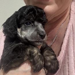 Red- will be Silver Phantom - Phantom female Poodle puppy in Simms, Texas from Donna’s Aussies & Pink Heart Poodles