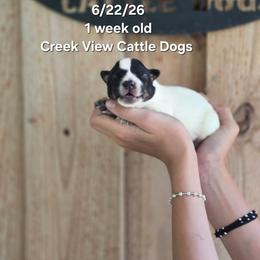 Girl 1 - Blue female Australian Cattle Dog puppy in Monroe, North Carolina from Creek View Cattle Dogs