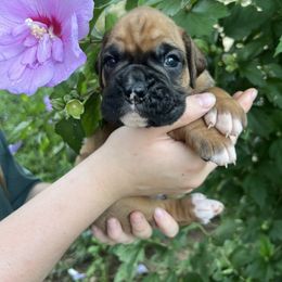 Fawn male - Fawn male Boxer puppy in Enon, Ohio from Diamond Lane Boxers