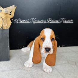 Basset Hound Puppies from Central Kentucky Basset Hounds