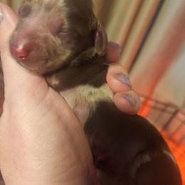 River - Dapple male Dachshund puppy in Hiddenite, North Carolina from Dannie's Doxies