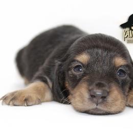 Dachshund Puppies from Piney Woods Miniature Dachshunds