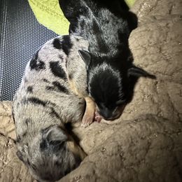Oliver - Black and tan male Miniature Pinscher puppy in Staunton, Virginia from Little L’s Magical Min Pins