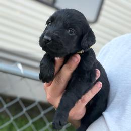 Abby - Black female Labradoodle puppy in Georgetown, South Carolina from Muddy Bay Kennels