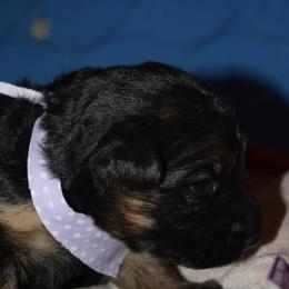 German Shepherd Puppies from Import German Shepherds of Kansas