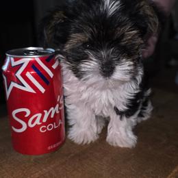 Mac - Parti male Yorkshire Terrier puppy in San Angelo, Texas from Eleventyseven Yorkies