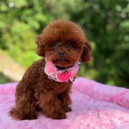 Coco - Poodle