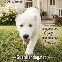 Bella - White female Central Asian Shepherd Dog puppy in Michigan from Guardian Dog